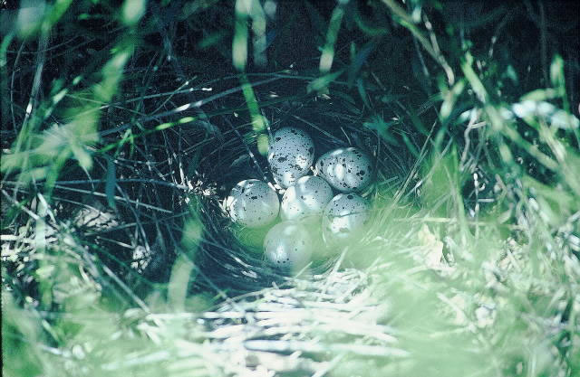 David's Photo Gallery NESTS A-L / Gambel's Quail nest and eggs.jpg
